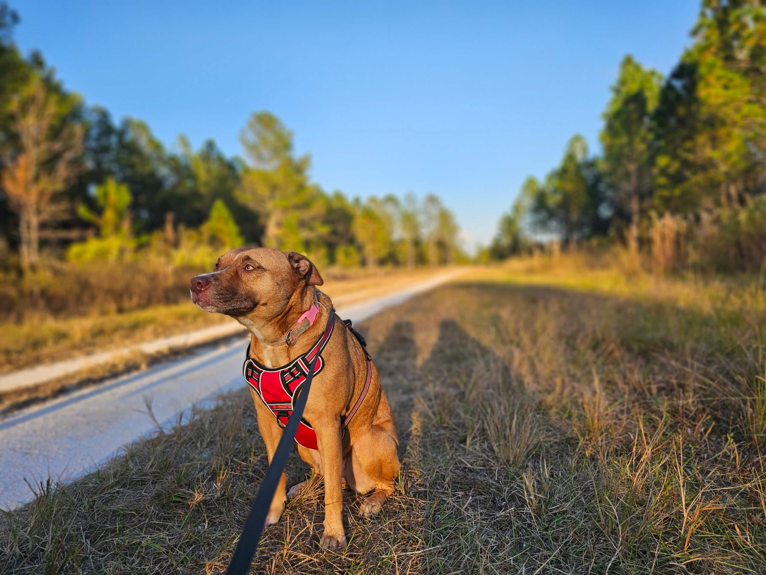 Importance of walking with a dog